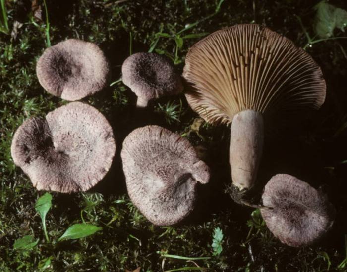 Lactarius purpureoechinatus image