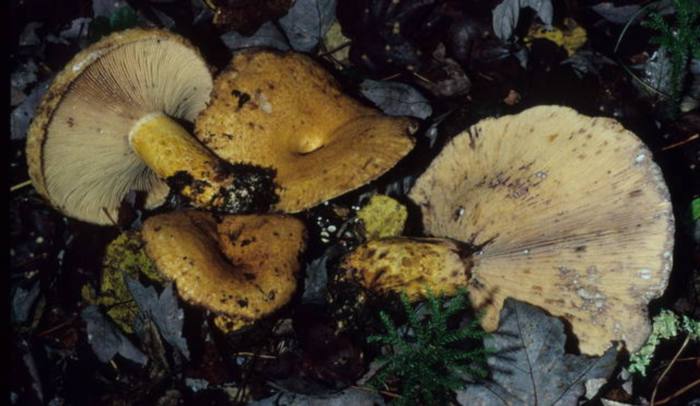 Lactarius repraesentaneus image