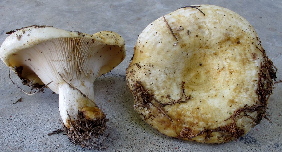 Lactarius resimus image