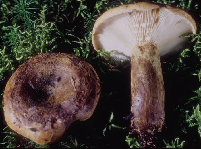 Lactarius sordidus image