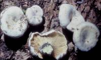 Lactarius subvellereus image