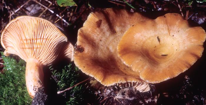 Lactarius thyinos image