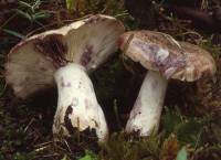 Lactarius montanus image