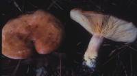 Lactarius vinaceorufescens image