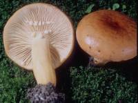 Lactarius volemus image