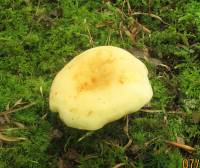 Lactarius volemus var. flavus image