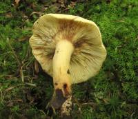 Lactarius volemus var. flavus image