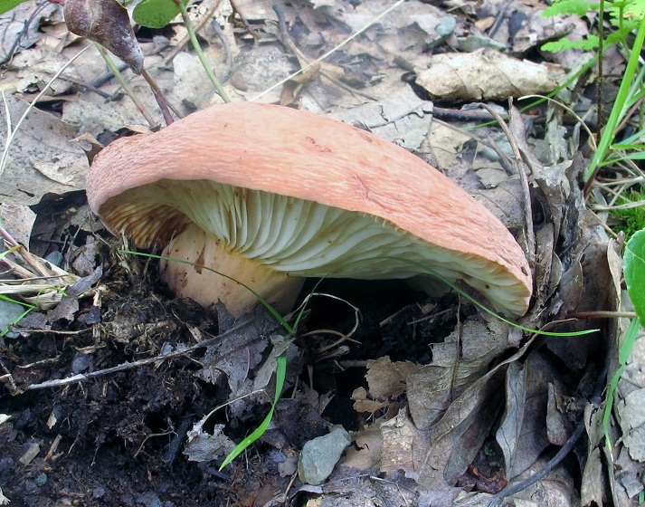 Lactarius volemus var. volemus image