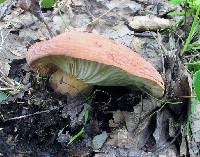 Lactarius volemus image