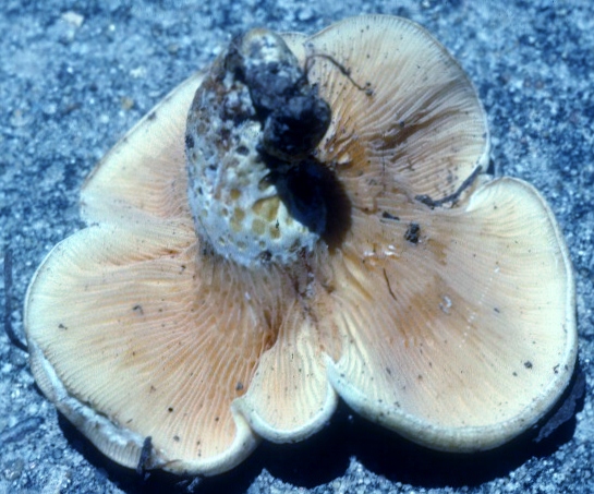 Lactarius furcatus image