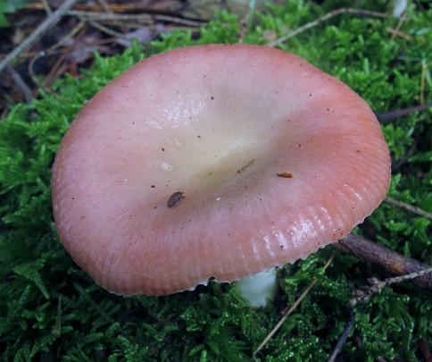 Russula aquosa image