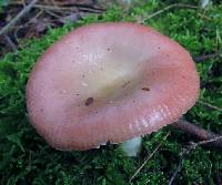 Image of Russula aquosa