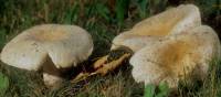 Russula crustosa image