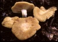 Image of Russula earlei