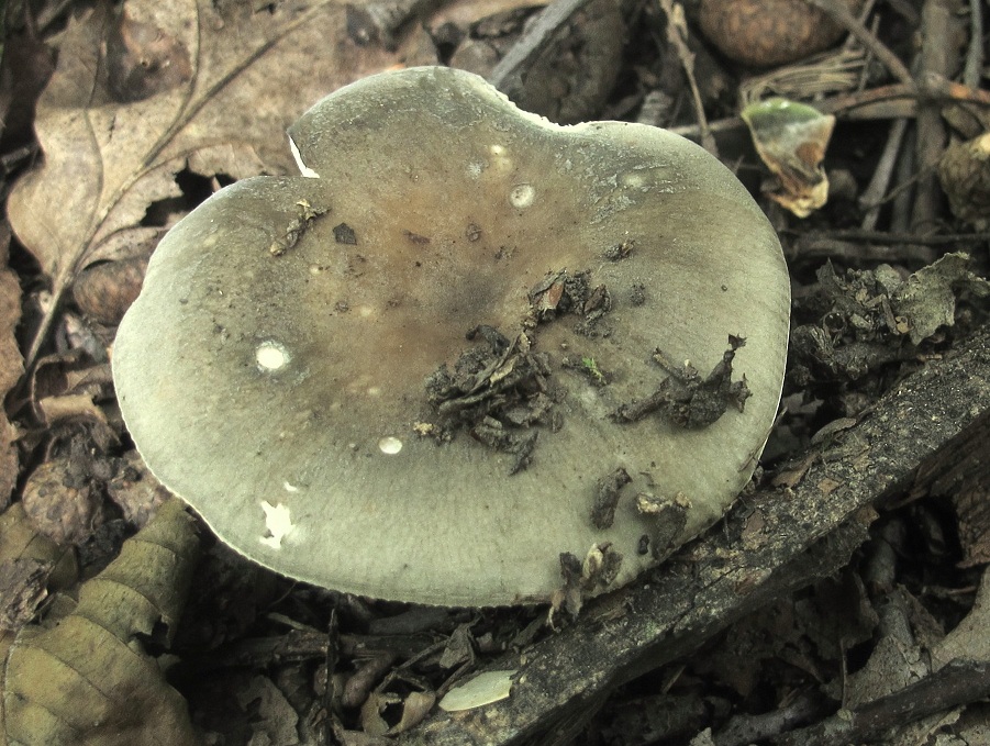 Russula modesta image