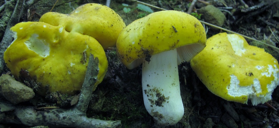 Russula ochroleucoides image