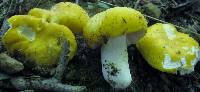 Image of Russula ochroleucoides