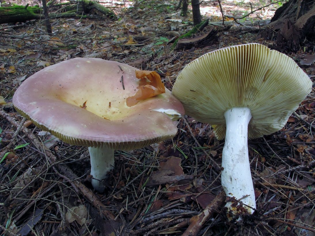 Russula paludosa image