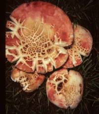 Image of Russula pulchra