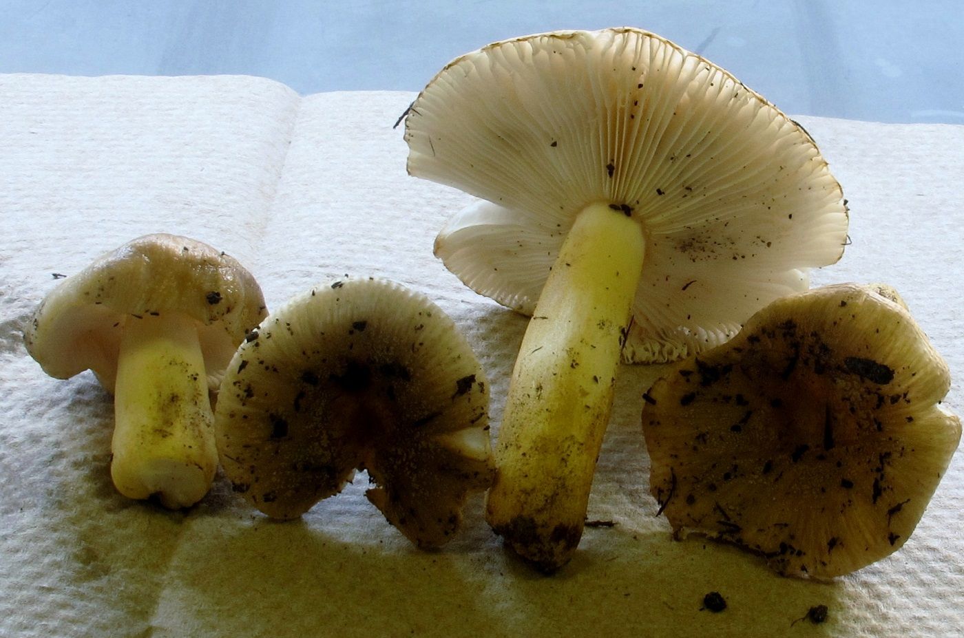 Russula pulverulenta image