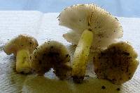 Image of Russula pulverulenta