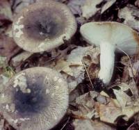 Image of Russula variata