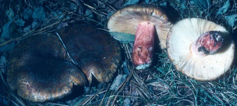 Russula ventricosipes image