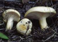 Lactarius aspideus image