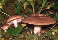 Lactarius caespitosus image