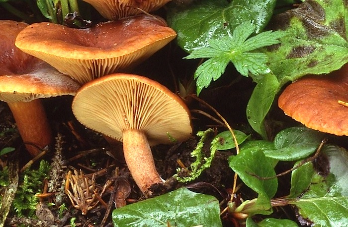 Lactarius camphoratus image