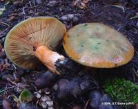 Lactarius deliciosus image