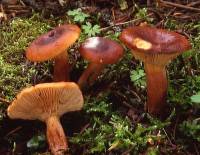 Lactarius hepaticus image