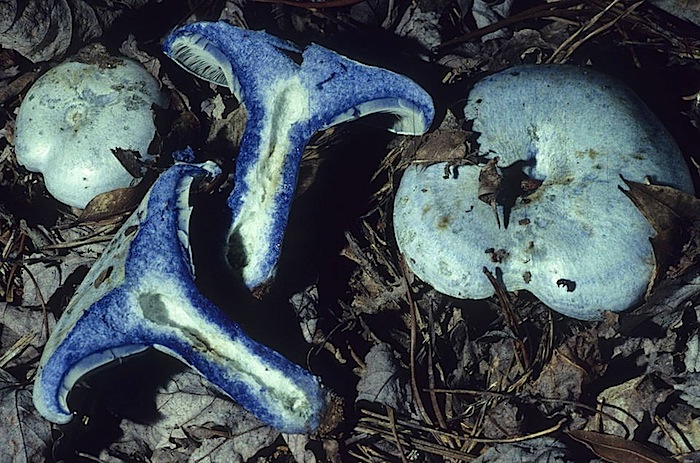 Lactarius indigo image