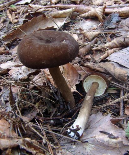 Lactarius lignyotus image