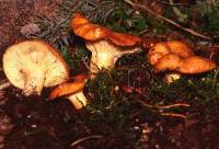 Lactarius olympianus image