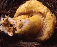 Lactarius repraesentaneus image