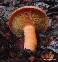 Lactarius rubrilacteus image