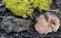 Lactarius rubriviridis image