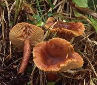 Lactarius rufus image