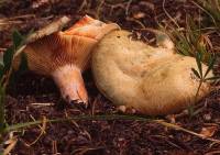 Lactarius sanguifluus image