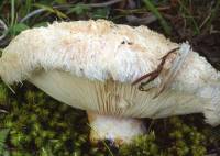 Lactarius torminosus image