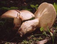 Lactarius trivialis image