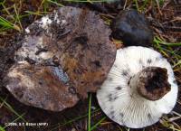 Russula albonigra image