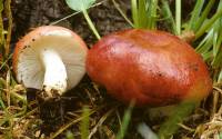 Russula emetica image