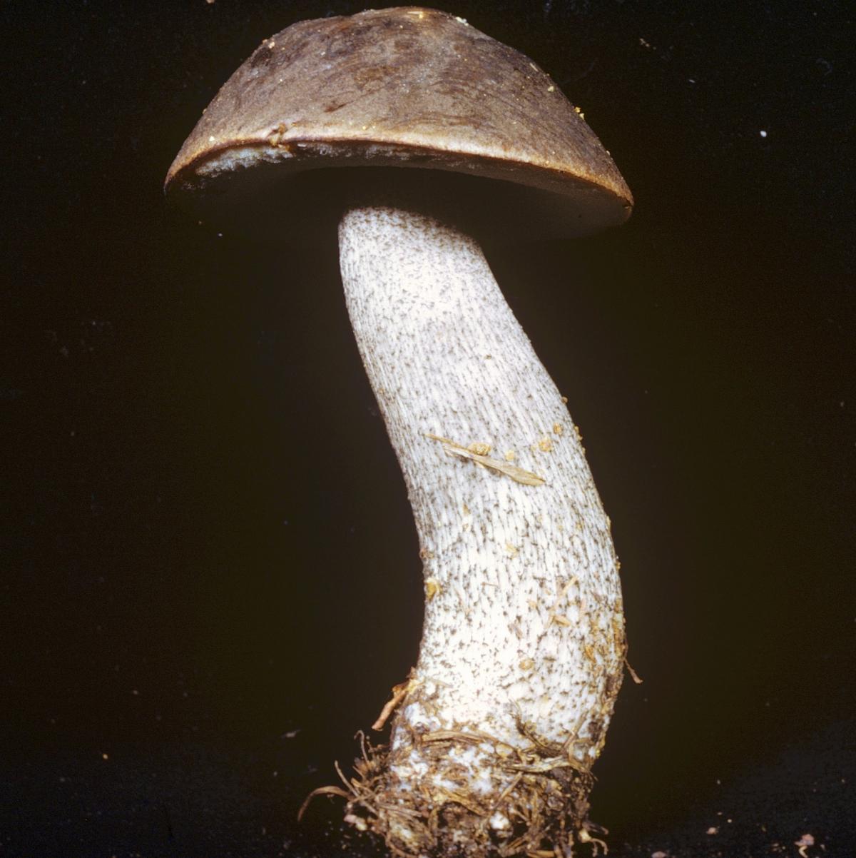 Leccinum scabrum image