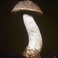 Image of Leccinum oxydabile