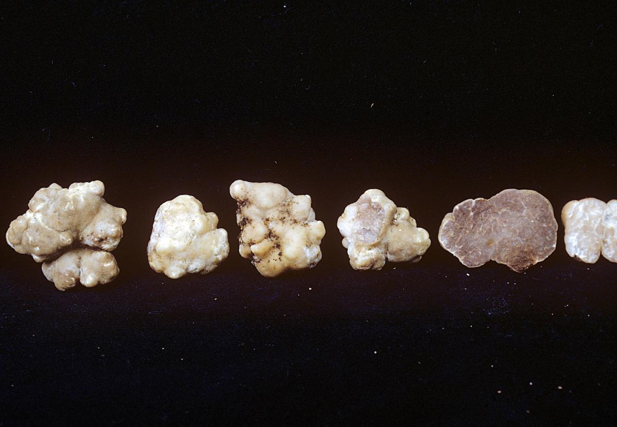 Tuber argenteum image