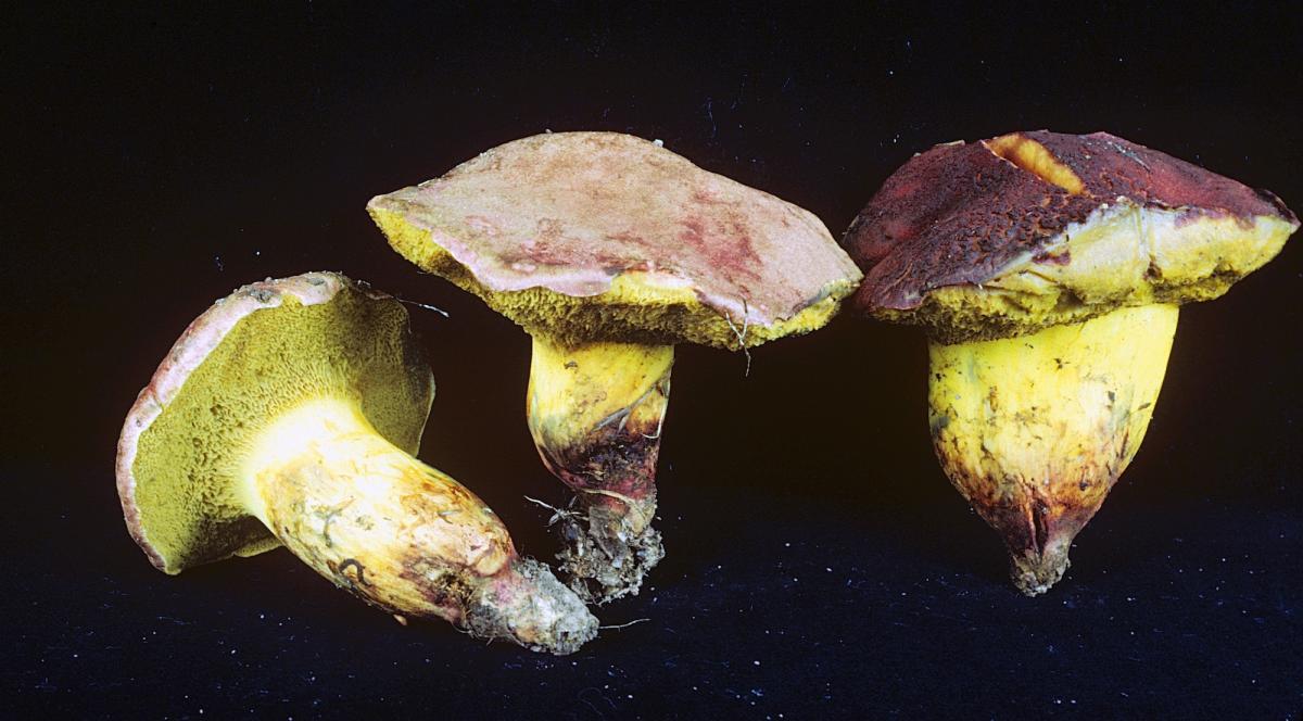 Boletus dryophilus image