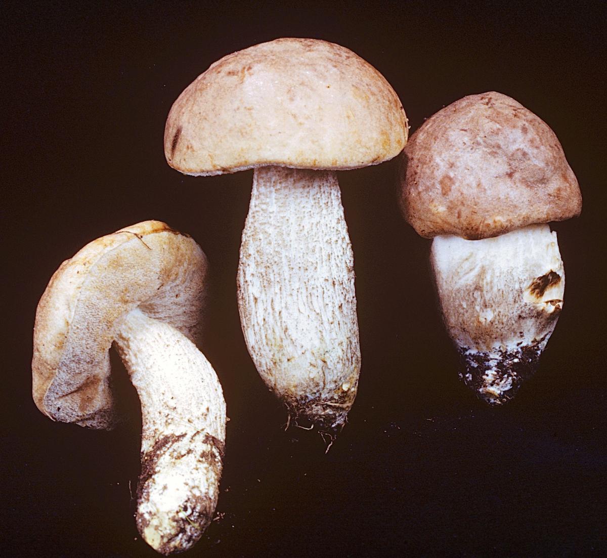 Leccinum montanum image