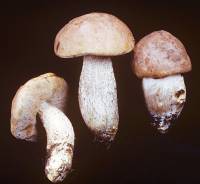 Image of Leccinum montanum